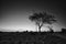 Black and white image of the lonely desolated trees,Â  with moody stormy sky in the background.